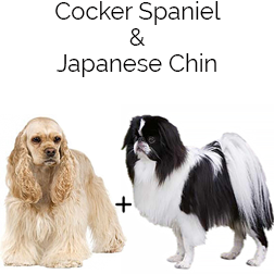 Cocker Chin Dog